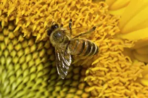 Pollenating: Western Honey Bee on Sunflower (Helianthus annuus) Summer