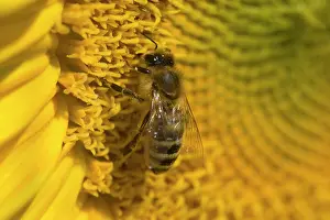 Pollenating: Western Honey Bee on Sunflower (Helianthus annuus) Summer