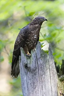 Buzzards: Western Honey Buzzard - female perched on a branch, Germany