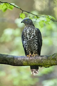 121118: Western Honey Buzzard - male perched on a branch, Germany