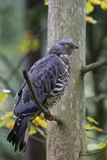 Pernis: Western Honey Buzzard - male perched on a branch - Germany