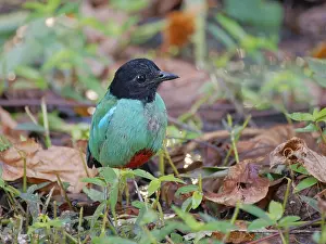 Malaysia: Western Hooded Pitta Pitta sordida mulleri Sabah