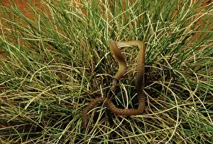 Legless: Western hooded Scaly-foot Lizard - legless