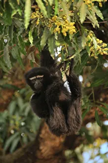 Gibbon: Western Hoolock Gibbon