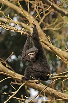 Gibbon: Western Hoolock Gibbon