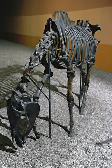 Brea: Western Horse