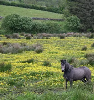 Marilyn: In Western Ireland, a horse stands in a bright