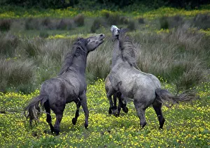 Nuzzle: Western Ireland, two horses buck and play