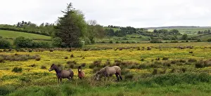 Marilyn: In Western Ireland, three horses with long