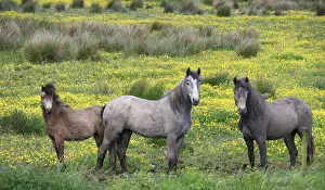 Focused: In Western Ireland, three horses with long