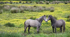 Nuzzle: In Western Ireland, two horses nuzzle in