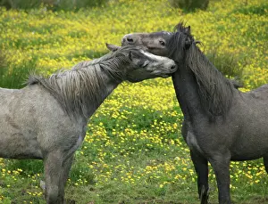 Nuzzling: In Western Ireland, two horses nuzzle in