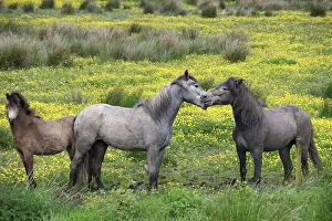 Loving: In Western Ireland, three horses play in