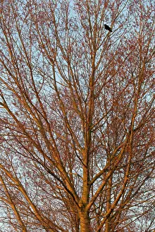 Populus: Western Jackdaw