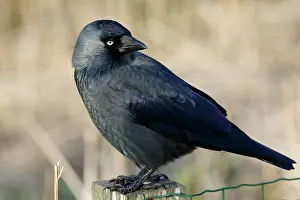Jackdaw: Western Jackdaw
