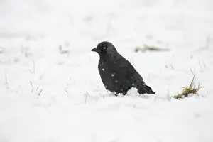 Crows: Western Jackdaw