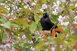 Crow: Western Jackdaw