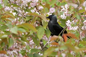 Crow: Western Jackdaw