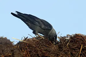 2000: Western Jackdaw