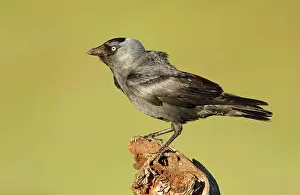 Jackdaws: Western Jackdaw adult perched on branch