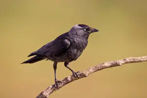 Corvid: Western jackdaw (Corvus monedula), on branch, El