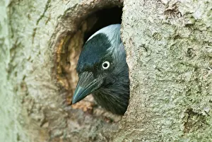 200722: Western jackdaw (Corvus monedula) looking out of