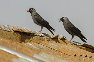 Jackdaws: Western Jackdaw pair with stones on beak Castile-La