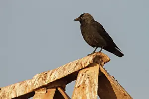 Jackdaws: Western Jackdaw perched on roof Castile-La Mancha