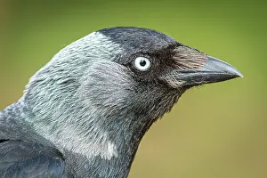 Jackdaw: Western Jackdaw - portrait - England, UK. Western