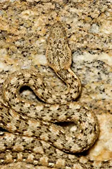 Carinata: Western Keeled Snake