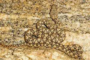 Carinata: Western Keeled Snake - Close up showing full body