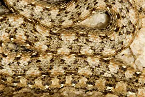 Patterning: Western Keeled Snake - close up showing the patterning