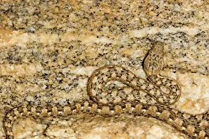 Depicting: Western Keeled Snake - Close ups of the head and