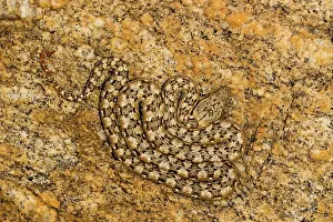 Carinata: Western Keeled Snake - Lying coiled against a rock face
