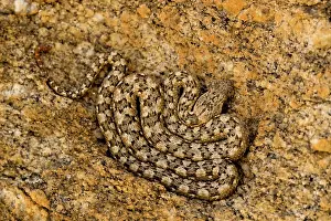 Carinata: Western Keeled Snake - Lying coiled against a rock face