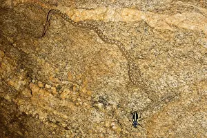 Carinata: Western Keeled Snake - moving along a vertical