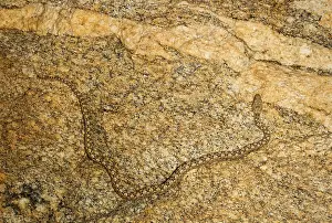 Carinata: Western Keeled Snake - moving along a vertical rock face