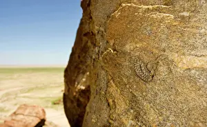 Carinata: Western Keeled Snake - on a near vertical rock