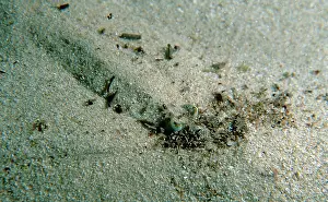 Potential: Western king prawn hiding in sand from potential predators