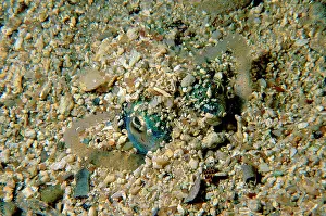 Penaeus: Western king prawn in the process of burying itself