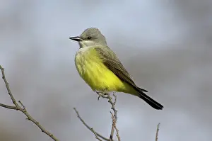 Tyrannus: Western Kingbird