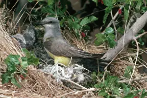Tyrannus: Western Kingbird at Nest