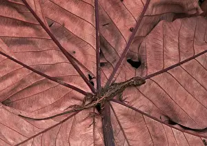 Fimbriatus: Western Leaf Lizard