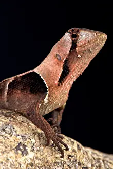 Fimbriatus: Western leaf lizard (Stenocercus fimbriatus), Peru