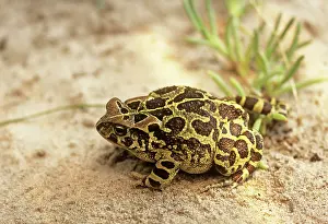 Pantherinus: Western Leopard Toad - SAlso known as: Panther