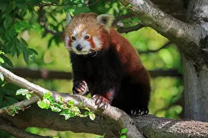 Ailurus: Western lesser panda (Ailurus fulgens), adult, running