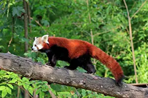 Western lesser panda (Ailurus fulgens), adult, on