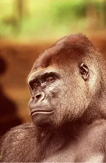 Gorilla: Western Lowland Gorilla - close-up of face