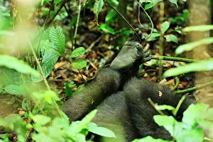 Congo: Western Lowland Gorilla - foot Nouabale-Ndoki National
