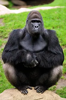 Silverback: Western lowland gorilla (Gorilla gorilla gorilla)